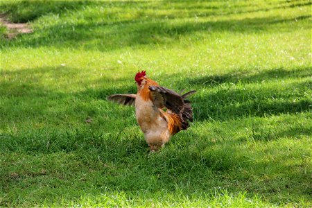 Chicken Flapping Wings in Grass Field photo