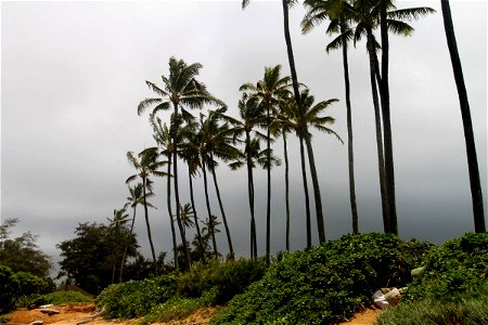 Row of Palm Trees Under Overcast Sky photo
