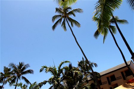 Palm Trees at Hotel