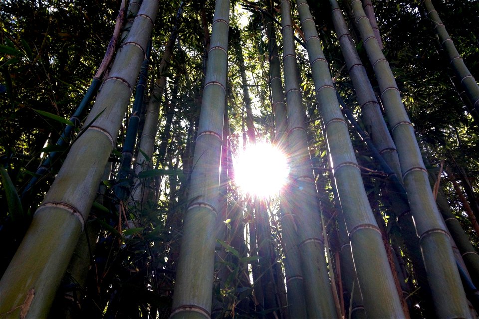 Sun Shining Through Bamboo Trees photo