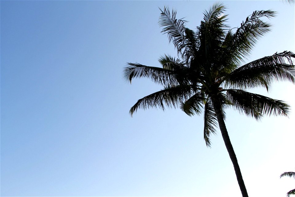 Palm Tree in Clear Blue Sky photo