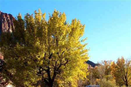 Large Tree with Yellow Leaves on Clear Sky