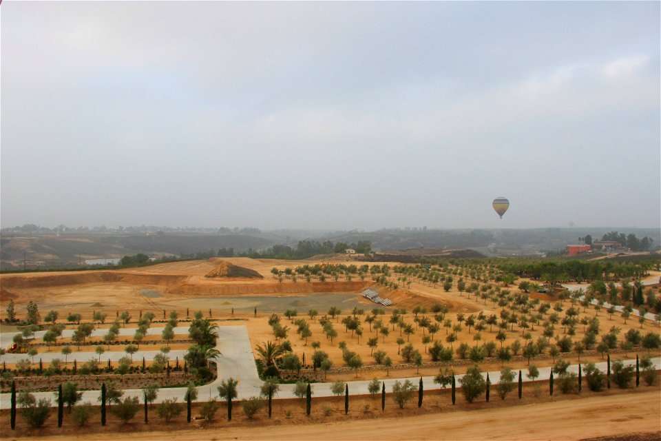 Hot Air Balloon Over Fields of Planted Trees