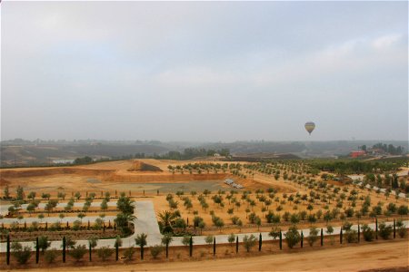 Hot Air Balloon Over Fields of Planted Trees photo