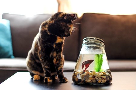 Cat on Table Watching Betta Fish in Bowl photo