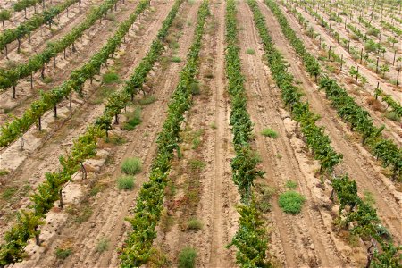 Top View of Rows of Grape Vines in a Vineyard