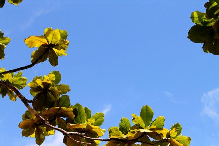 Leaves on Branch in Clear Blue Sky photo