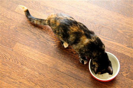 Cat Eating from Bowl on Hardwood Floor photo