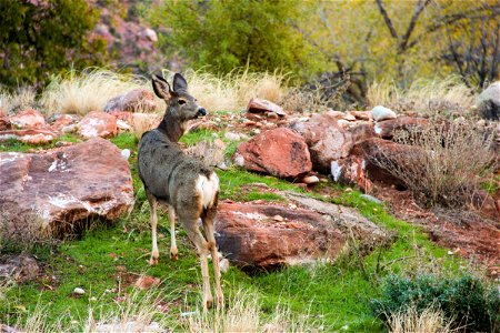 Deer Standing in Grass & Rocks photo