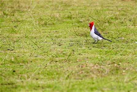Brazillian Cardinal Bird on Grass photo