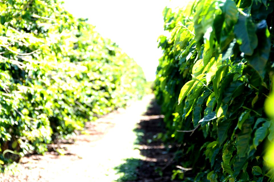 Path Between Green Vines photo