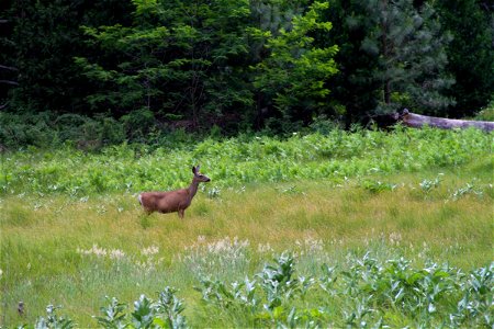 Deer Standing in Grassy Meadow photo