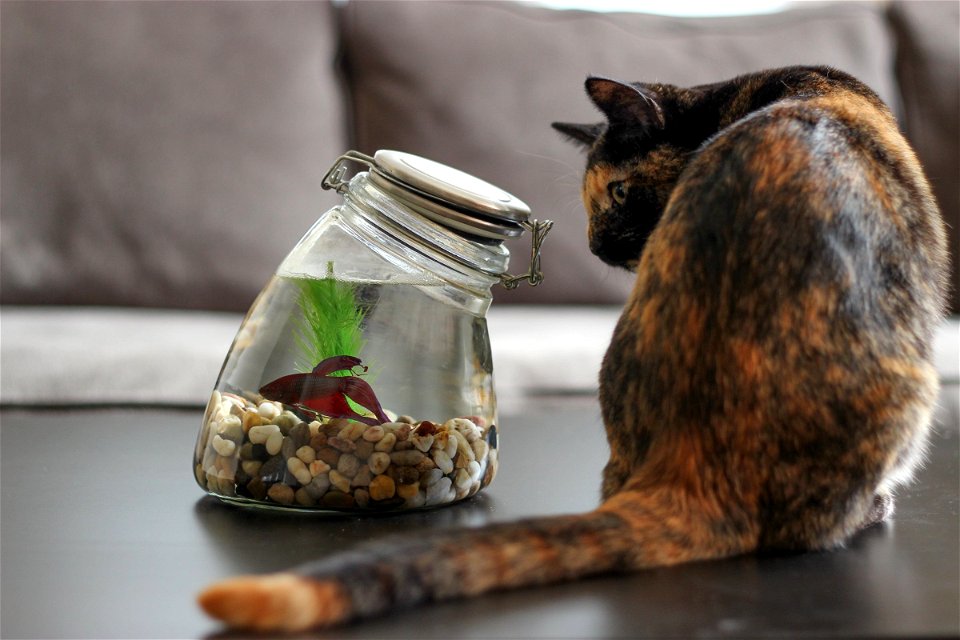 Cat Staring at Fish in Glass Jar
