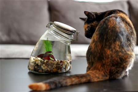 Cat Staring at Fish in Glass Jar photo