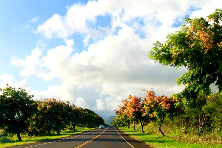Car on Road Lined with Blooming Trees photo