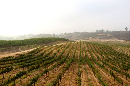 Rows of Grape Vines in Field photo