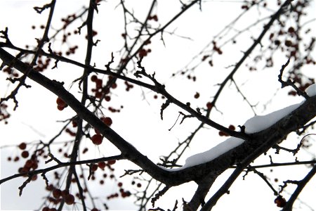 Tree Branches with Snow & Berries photo