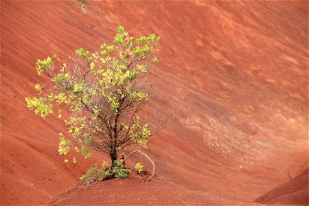 Bush in Red Dirt photo