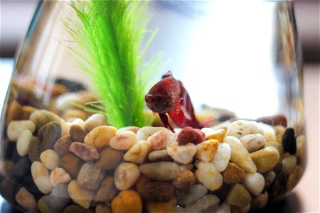 Red Betta Fish in Bowl photo