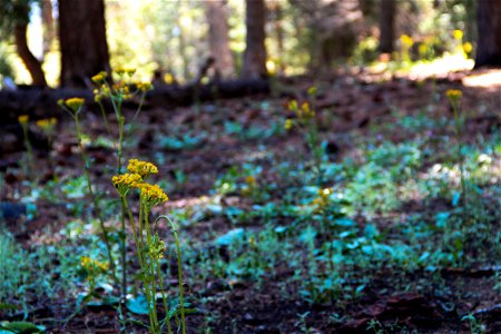 Yellow Flowers on Forest Floor photo