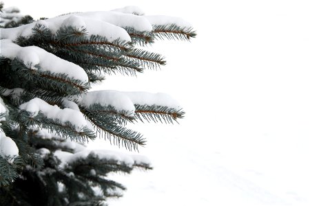 New Snow on Pine Tree Branches photo