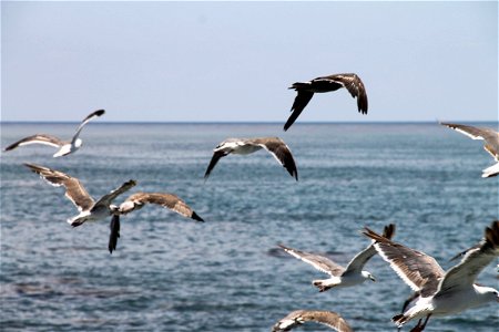 Flock of Seagulls Flying Over Ocean photo