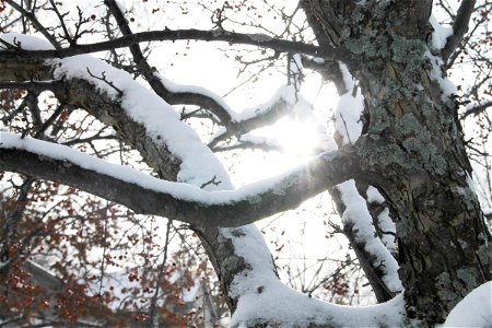 Sun Shining Through Snow-Covered Branches photo