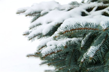 Snow on Pine Tree Branches photo