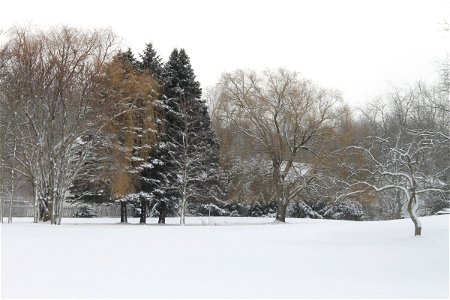 Trees on Snow Covered Ground photo