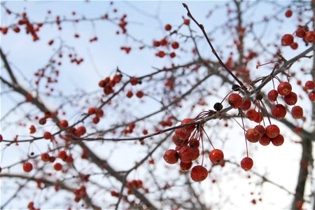 Red Berries on Tree Branches photo