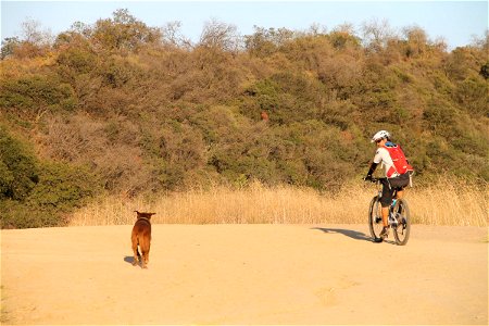 Cyclist Riding Next to Dog photo