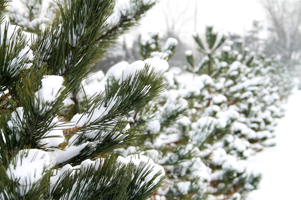 Row of Pine Trees Covered in Snow photo