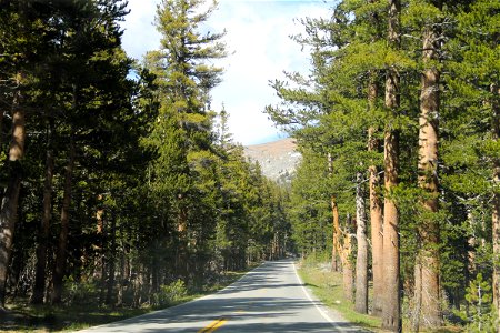 Paved Road Through Trees in Sunshine photo