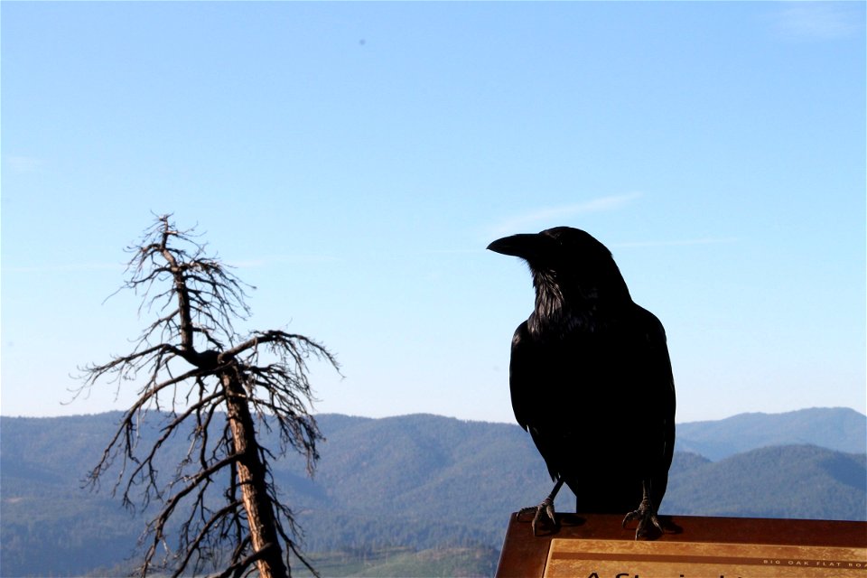 Black Raven Perched Next to Dead Tree