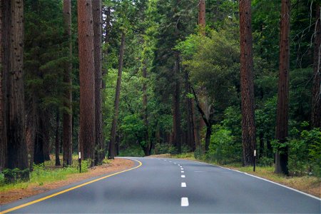 Road Going Through Trees in the Forest photo