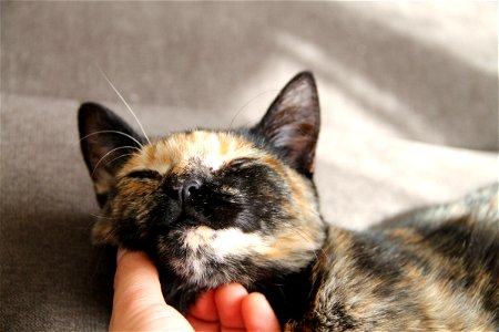 Hand Petting Chin of Cat photo
