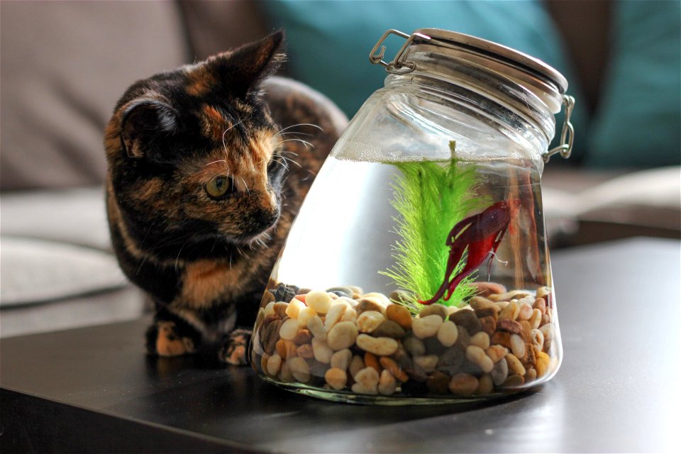 Cat Watching Fish in Jar