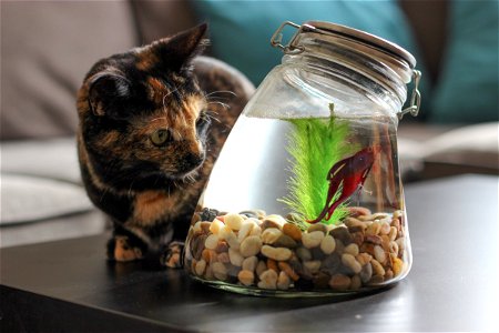 Cat Watching Fish in Jar photo