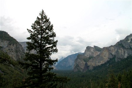 Tree in Front of Valley in Yosemite photo