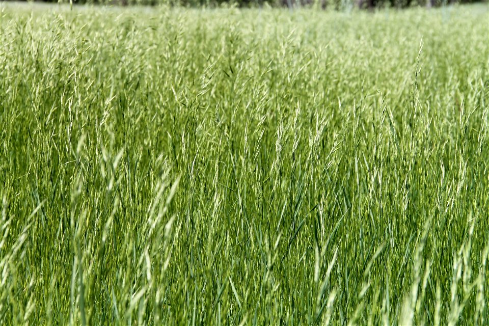 Green Grass Wheat Field photo