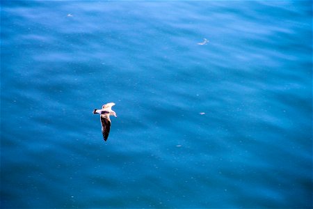 Seagull Flying Over Still Blue Ocean photo