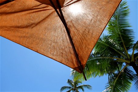 Corner of Umbrella Under Palm Tree photo