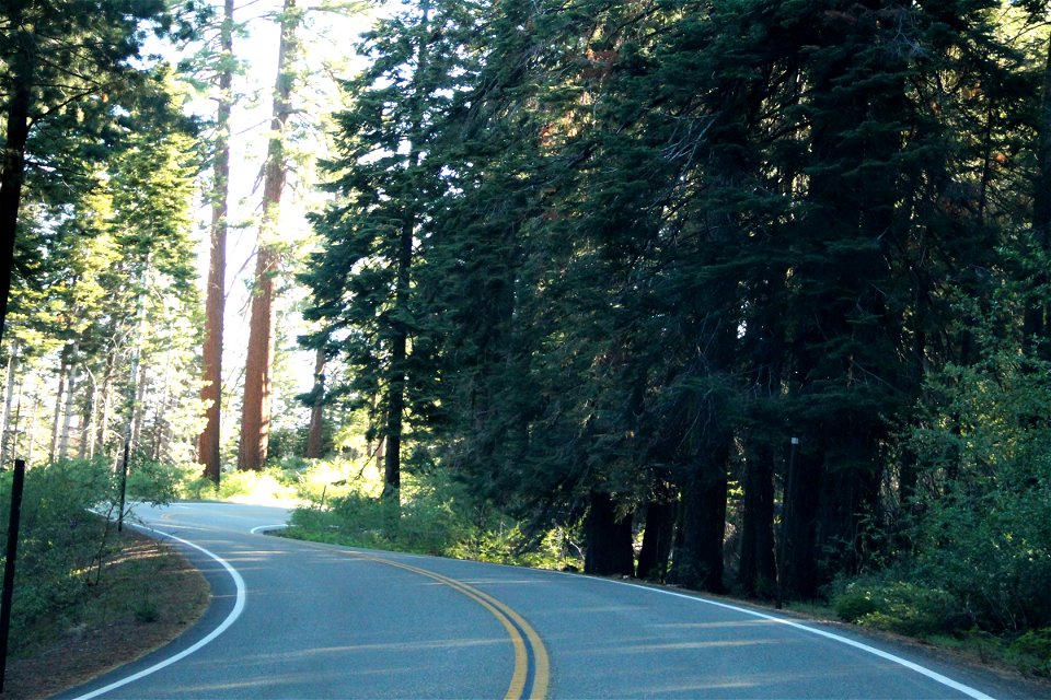 Winding Road Through Trees in Forest photo