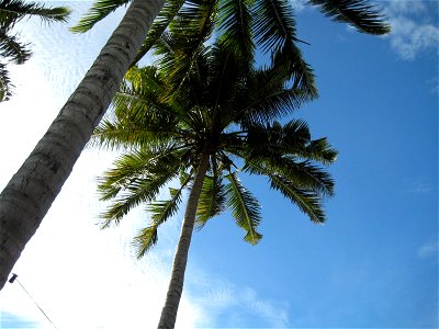 Looking Up at Palm Trees in the Blue Sky photo