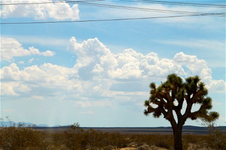 Joshua Tree in the Desert