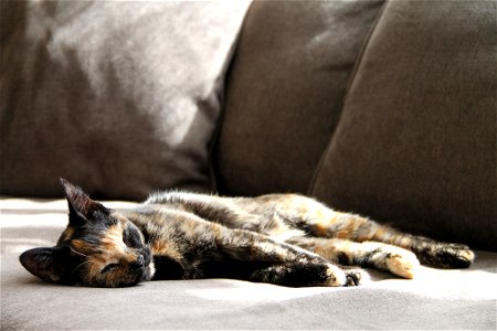 Cat Napping on Sofa in the Sun photo