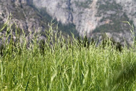 Wheat Like Grass with Mountains photo
