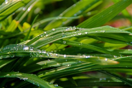 Dew Water Droplets on Blades of Grass photo