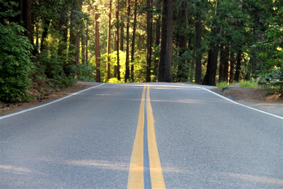 Paved Road Through Forest photo