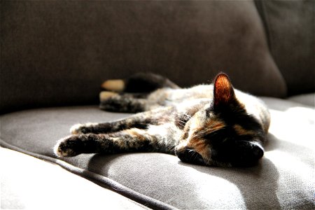 Cat Sleeping on Couch in the Sun photo